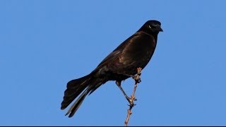 Common Grackle Flock Leader Call [upl. by Ecydnak758]