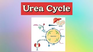 Urea Cycle شرح تفصيلي مبسط biochemistry urea UreaCycleammonia [upl. by Reena683]