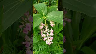 Rose Grape Medinilla multiflora syn Medinilla myriantha [upl. by Clyte598]