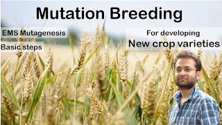 What is mutation breeding How EMS mutagenesis works to develop new plant varieties Mutation [upl. by Annaierb872]