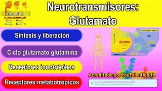 Neurotransmisores  Sistema nervioso central  Glutamato neurotransmisor  Glutamato función [upl. by Paolina]