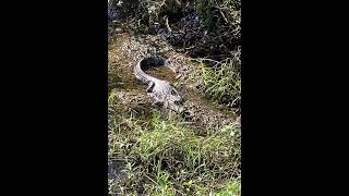 Even gators in my backyard🐊🦃thanksgiving florida floridalife alligator gator backyard shorts [upl. by Oludoet]