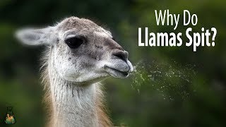 Why Do Llamas Spit [upl. by Brittan]