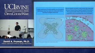 Biological Sciences M121 Immunology with Hematology Lecture 02 The Immune System amp Host Defense [upl. by Nynahs]