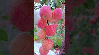 Apple Farming NatureTrekkerVlogs apple applegarden fruits [upl. by Eudosia769]