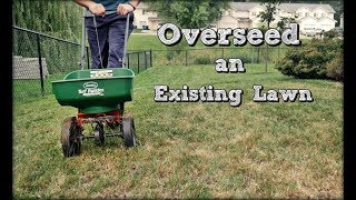 How To Overseed An Existing Lawn  Fall Lawn Renovation and Overseeding Step 4 [upl. by Theurich]