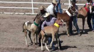 Baby Horses Abused at 2010 Cheyenne Rodeo [upl. by Merell56]