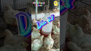 Pollos de engorde  agua con 🧄 cebolla 🧅 y limón 🍋 pollosdeengorde gallinas pollosenjaula jac5 [upl. by Lilia]