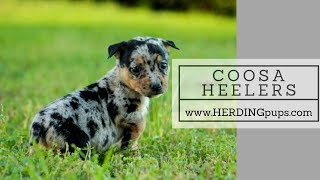 What if Blue Heelers came in Blue Merle Meet the Coosa Heeler [upl. by Assira604]