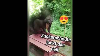 🐿 Zuckerschnute juckt das Fell squirrel animals [upl. by Eirameinna]