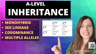 Inheritance Punnet Square Genetic Crosses Overview of all inheritance for Alevel Biology [upl. by Htnicayh]