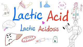 Lactic Acidosis  Lactic Acid  Lab 🧪 Why your muscles 💪 get sore 😱 [upl. by Xaviera]