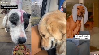 Sad Dog On TikTok  TikTok Compilation Popular 2021 [upl. by Ahsinej576]