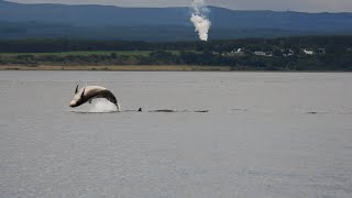 Dolphin pod at Chanonry point [upl. by Asiluj]