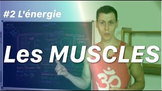 LÉNERGIE musculaire  Les Muscles épisode 2 [upl. by Bobbette]