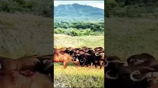 Buffalo Betrayal Shocking Attack on Its Own Companion [upl. by Arodnap]