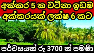 අක්කරයක් රු ලක්ෂ 6 ක් පමණි  Pol idam  Coconut land  Land for sale in sri lanka  Aduwata idam [upl. by Phillis]