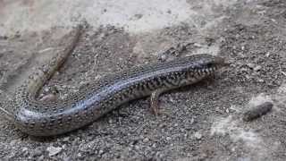 Ocellated Skink Chalcides ocellatus  Cyprus [upl. by Palla621]