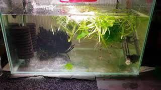 HOW TO BREED PYGMY CORYDORAS [upl. by Niwhsa]