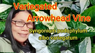 How to grow and care for variegated plantsArrowhead vine Syngonium podophylum albo variegatum [upl. by Alaekim]