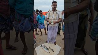 🐟🦐🌊Fresh fish auction at mallipattinam harbour fishing fishauction seafood [upl. by Akiehsal388]