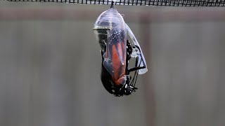 Adult Monarch Butterfly Emerges from its Chrysalis [upl. by Etnahs390]