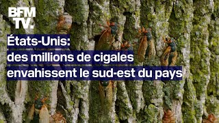 ÉtatsUnis le sudest du pays envahi par des millions de cigales [upl. by Drummond]