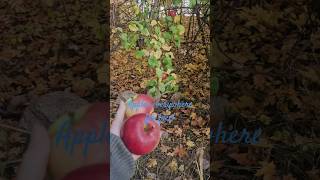 Picking apples 🍎 around the corner apple 2024 autumn pickingfruit free shorts short fyp yt [upl. by Novyaj]