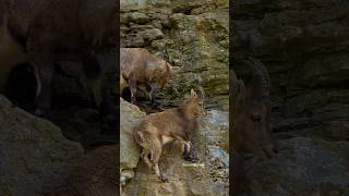 Capra Ibex Wincent qmCwn wildlife nature [upl. by Tomas286]