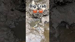 Amazing Catch Huge Mud Crabs at Swamp after Water Low Tide FindCrab CatchCrab AmazingFishing [upl. by Stoat548]