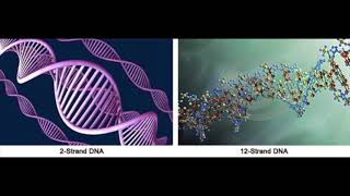 Polyphonic Singing  DNA Crystalline Activation [upl. by Evalyn]