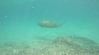 Coral City Action Cam  Manatee Swims Beyond Glenn Nevis  123123 [upl. by Cirda]