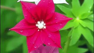 Beautiful Flower Nature Whatsapp Status Video FO9F9295F09F9295 2020 Η 2 480p [upl. by Anitnas754]