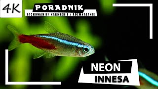 NEON Innesa  Kompletny Poradnik 4K [upl. by Mitchell145]