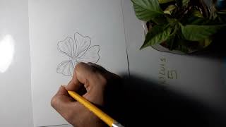 Cómo dibujar la flor malva [upl. by Carmel]