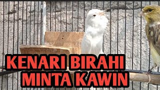 SUARA KENARI GACOR NGEREK BIRAHI ‼️ Pancingan Kenari BETINA MINTA KAWIN [upl. by Akel45]