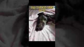 Dog recovering from 1080 bait [upl. by Isewk]