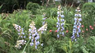 Minnesota Native Plant  Wild Lupine Lupinus Perennis [upl. by Swerdna]