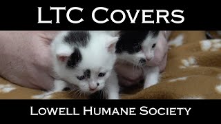 LTC Covers  Lowell Humane Society [upl. by Anail83]