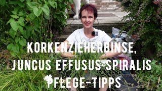 Korkenzieherbinse Juncus effusus spiralis PflegeTipps [upl. by Whitver]