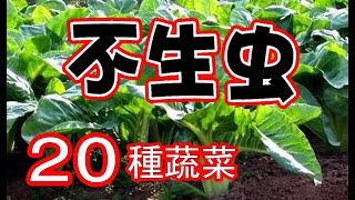 不生蟲的20種蔬菜，再也不用擔心蟲子的破壞了，新手也可以種得很好，全部是實際種植經驗分享 20 Edible Plants in My Garden Repel Pests Naturally [upl. by Atteselrahc]