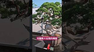 盆景DIY課程，老師講解真柏盆景樹型架構How to DIY a bonsai tree taiwan bonsai bonsaitree diy 盆栽 盆景 真柏 tree 臺灣 [upl. by Huppert375]