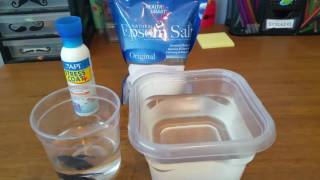 How To Give Your Betta A Salt Bath ◇ Sick Betta Treatment [upl. by Sybil807]