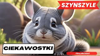 SZYNSZYLE Ciekawostki o Szynszylach Film dla dzieci ciekawostki filmydladzieci [upl. by Novehc]