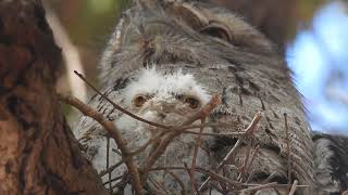 Tawny Frogmouth Owls male and female on nest with chick [upl. by Bedell]