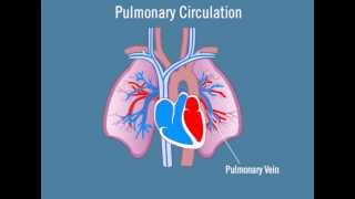 Pulmonary Circulation [upl. by Naed]