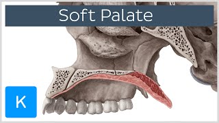 Soft palate Muscles Function amp Definition  Human Anatomy  Kenhub [upl. by Oiled]