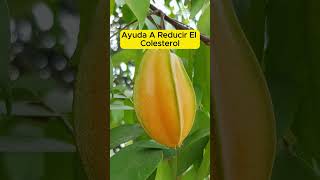 Carambola La Estrella de la Salud⭐💫 frutas tipssaludables [upl. by Duester]