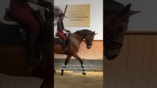 Aussitzen vs Leichttraben 🙏🏼 momoequestrian equestrian reitenlernen reiten [upl. by Iror]