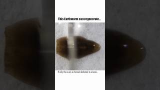 Why Earthworms Can Regenerate [upl. by Ojahtnamas]